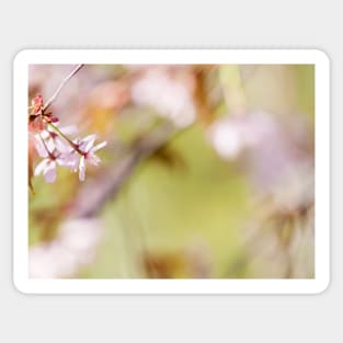 Cherry Blossom Sticker